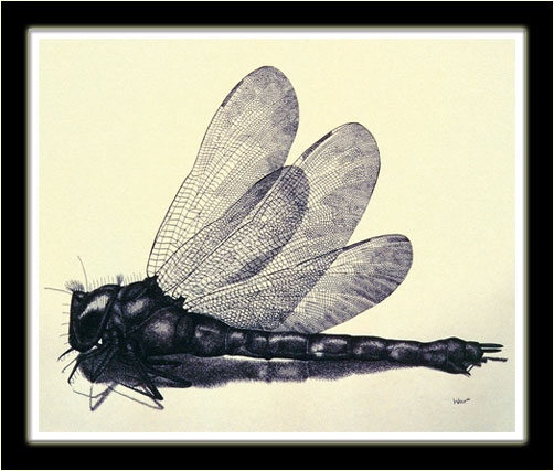 Dragonfly (Nicole Wolf)