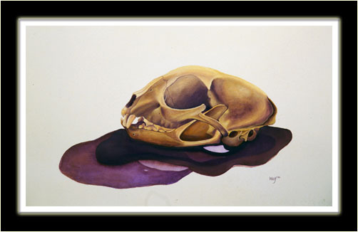 Bobcat Skull (Nicole Wolf)